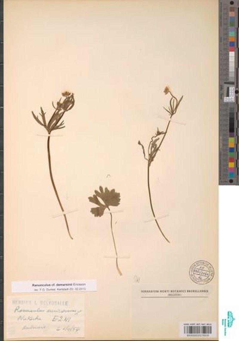 Ranunculus demarsinii photo 2