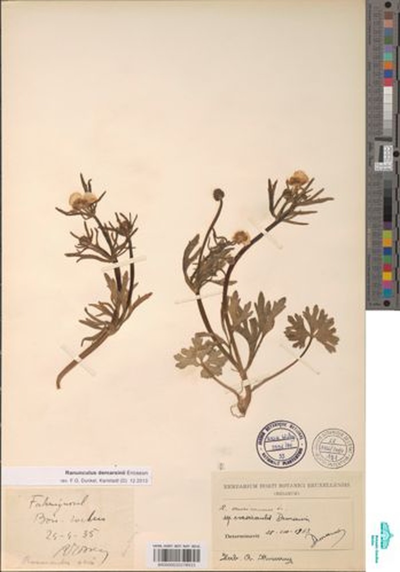 Ranunculus demarsinii photo 3