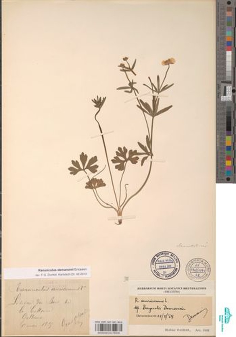 Ranunculus demarsinii photo 4