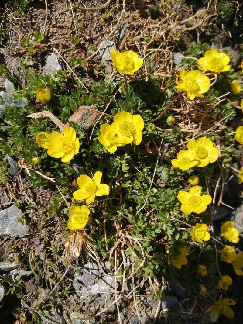 Ranunculus demissus photo 2