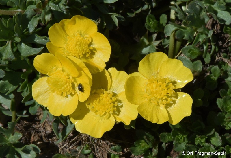 Ranunculus demissus photo 3