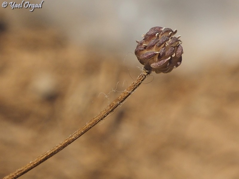 Ranunculus demissus photo 4