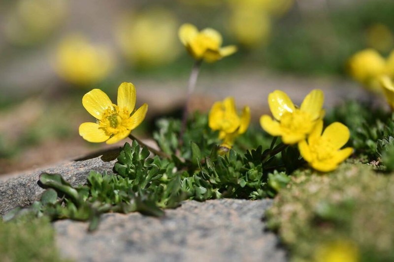Ranunculus demissus photo 5