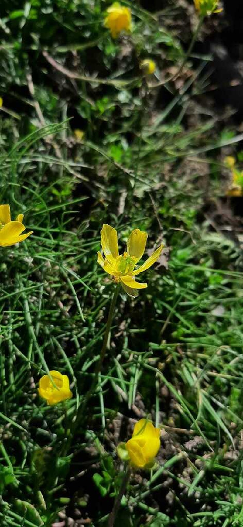 Ranunculus demissus photo 6