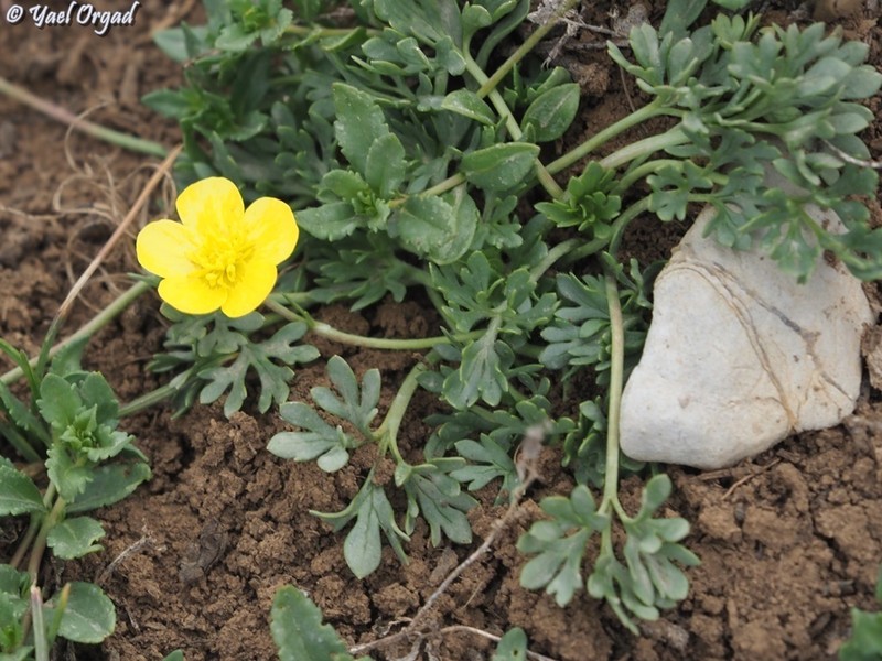 Ranunculus demissus photo 7
