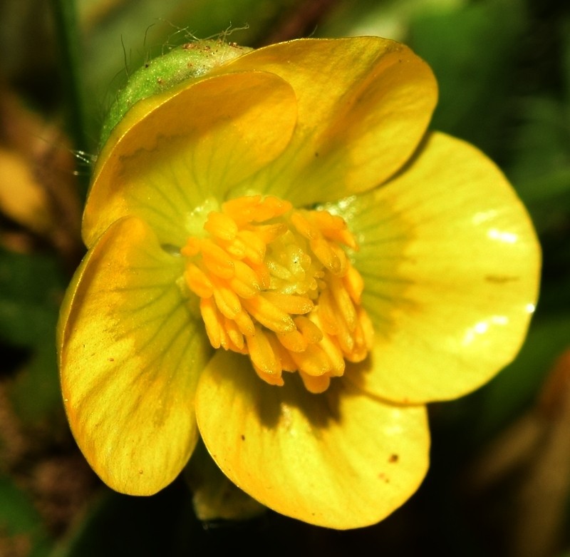 Ranunculus demissus photo 8