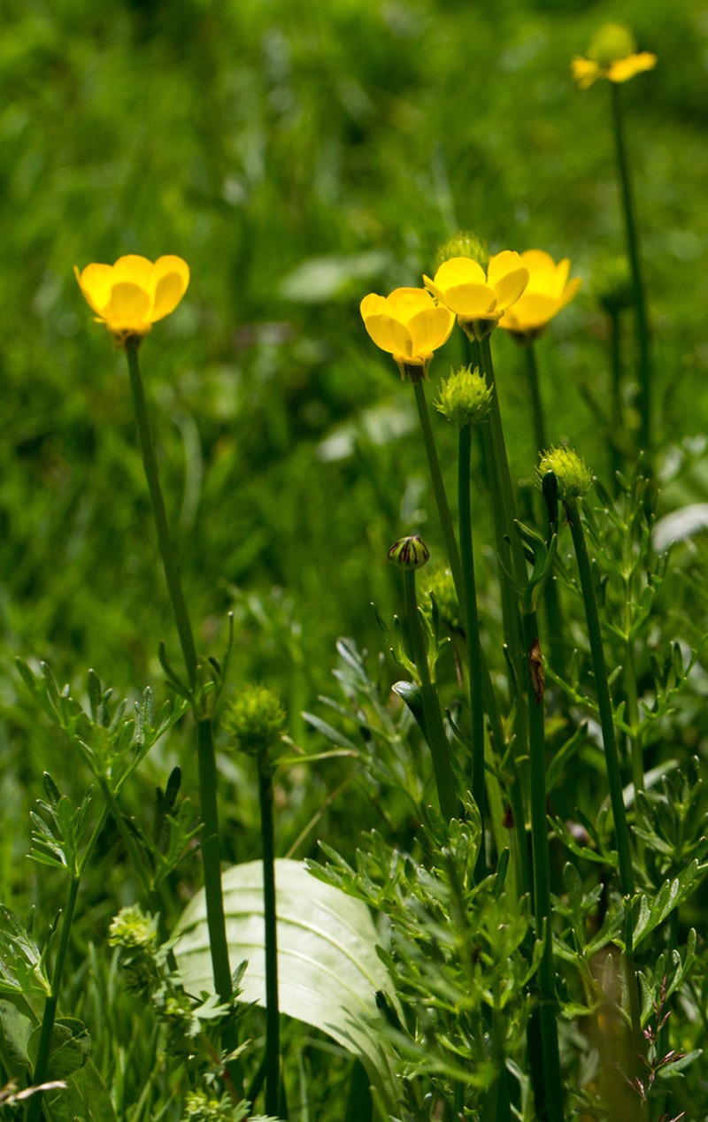 Ranunculus dichotomus
