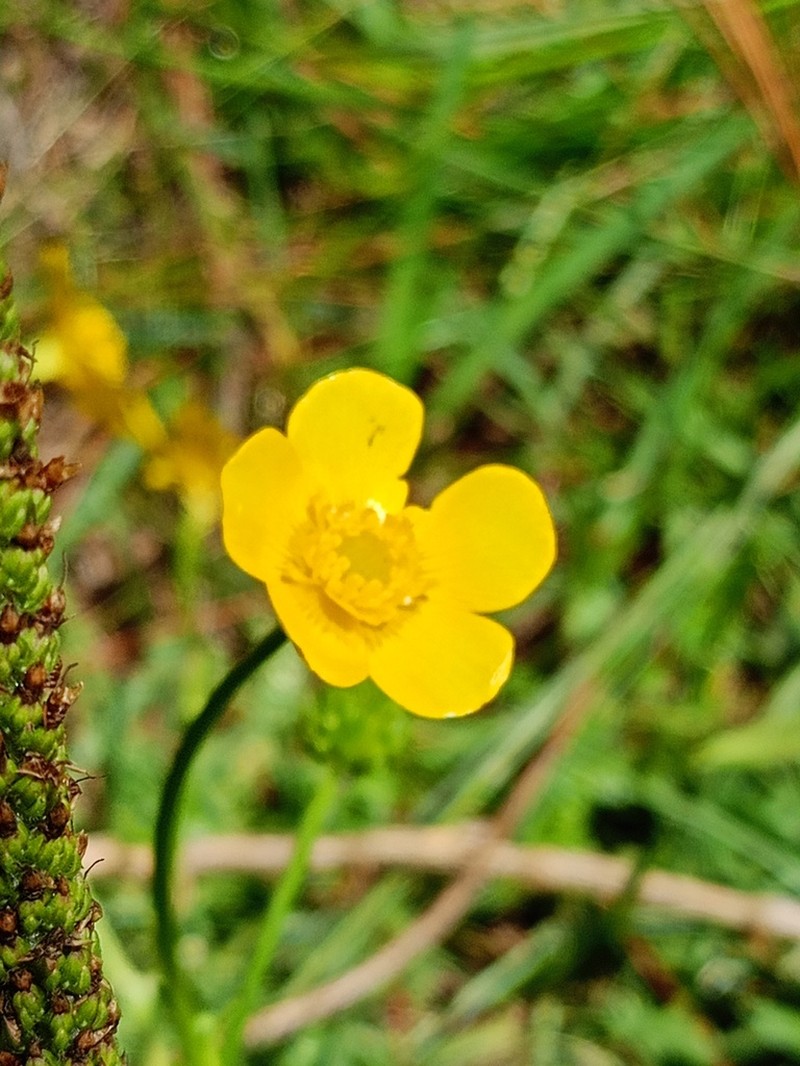Ranunculus dichotomus photo 2