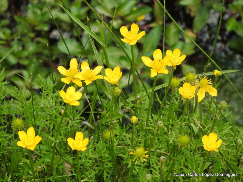 Ranunculus dichotomus photo 3
