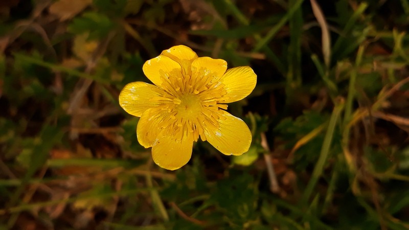 Ranunculus dichotomus photo 4