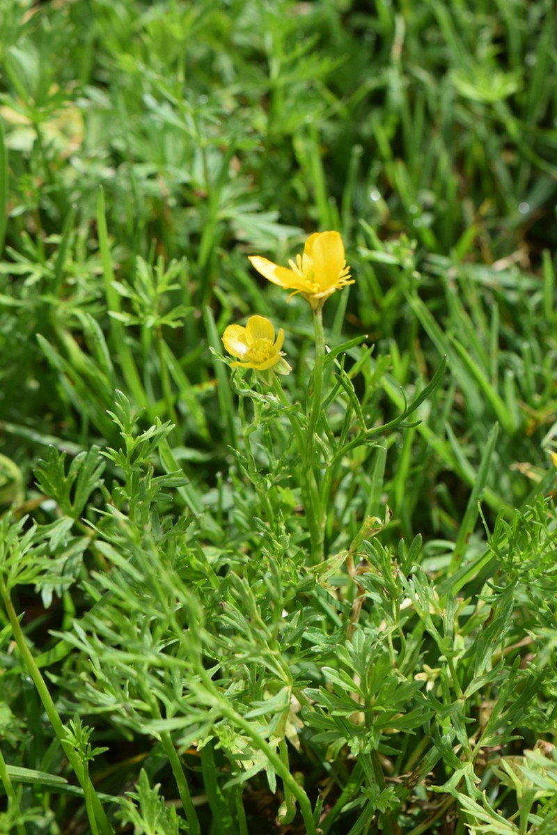 Ranunculus dichotomus photo 6