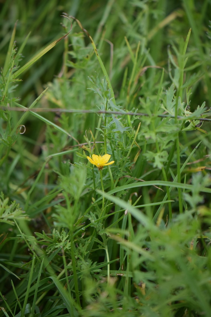 Ranunculus dichotomus photo 7