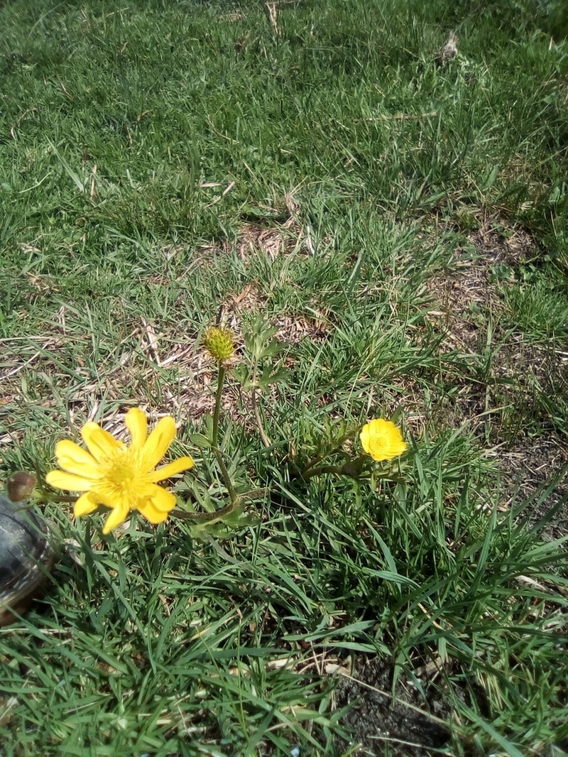 Ranunculus dichotomus photo 8