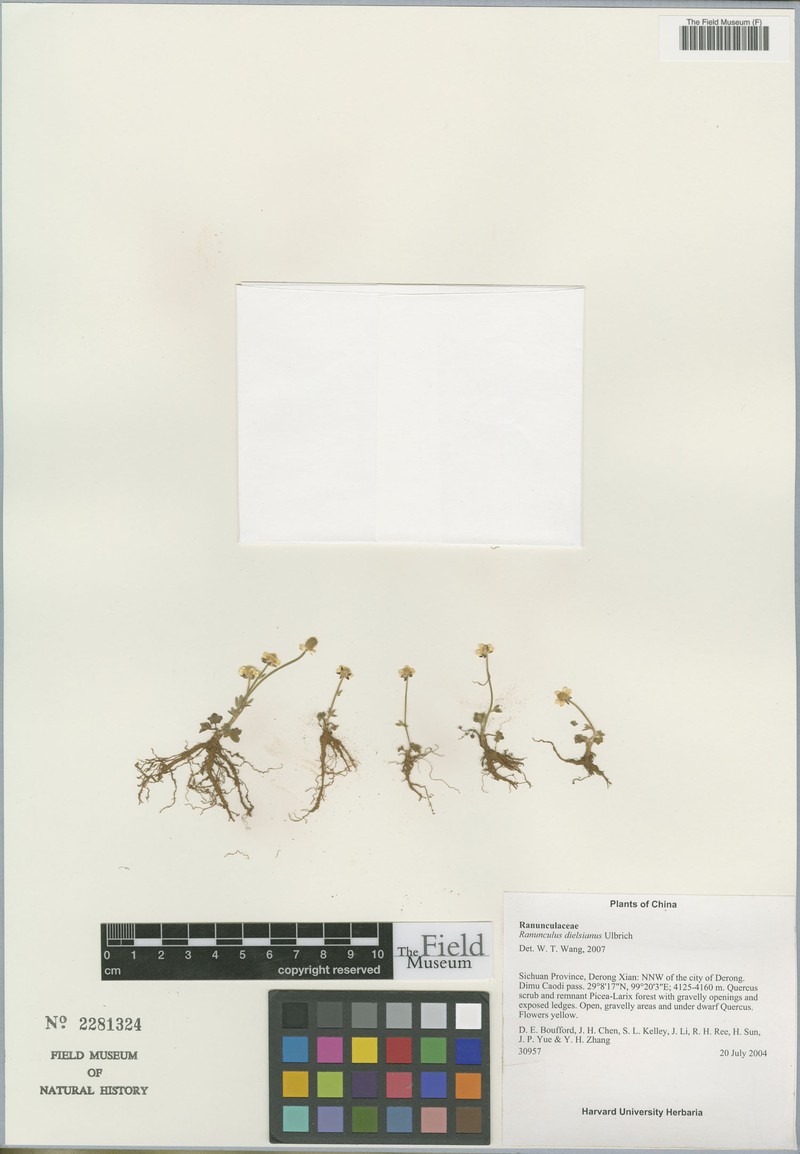 Ranunculus dielsianus