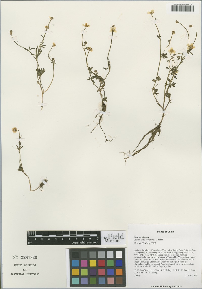 Ranunculus dielsianus photo 2