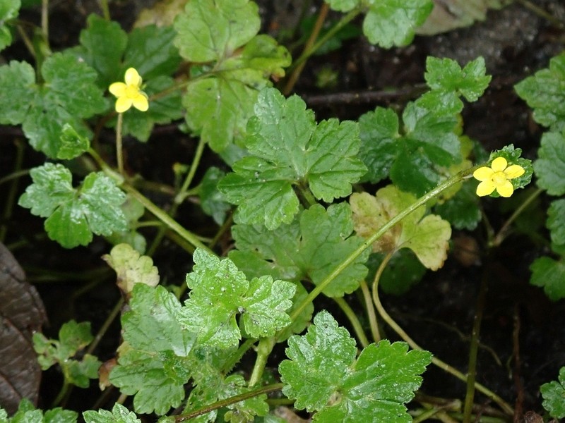 Ranunculus diffusus