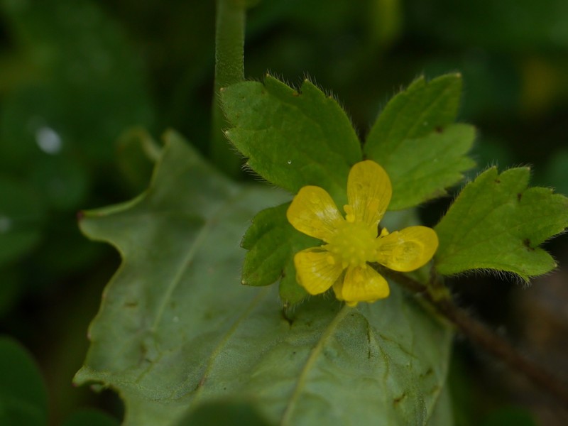 Ranunculus diffusus photo 3