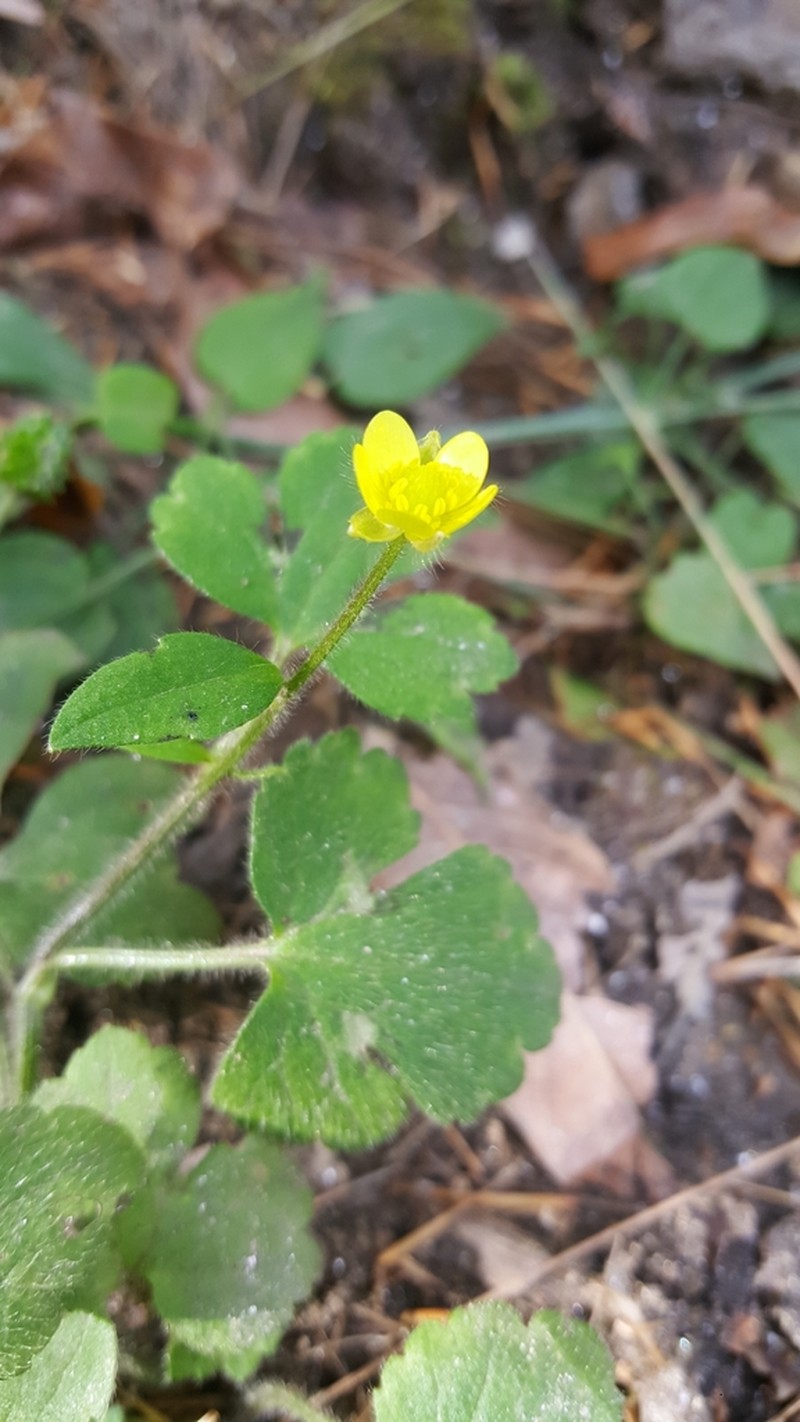 Ranunculus diffusus photo 4