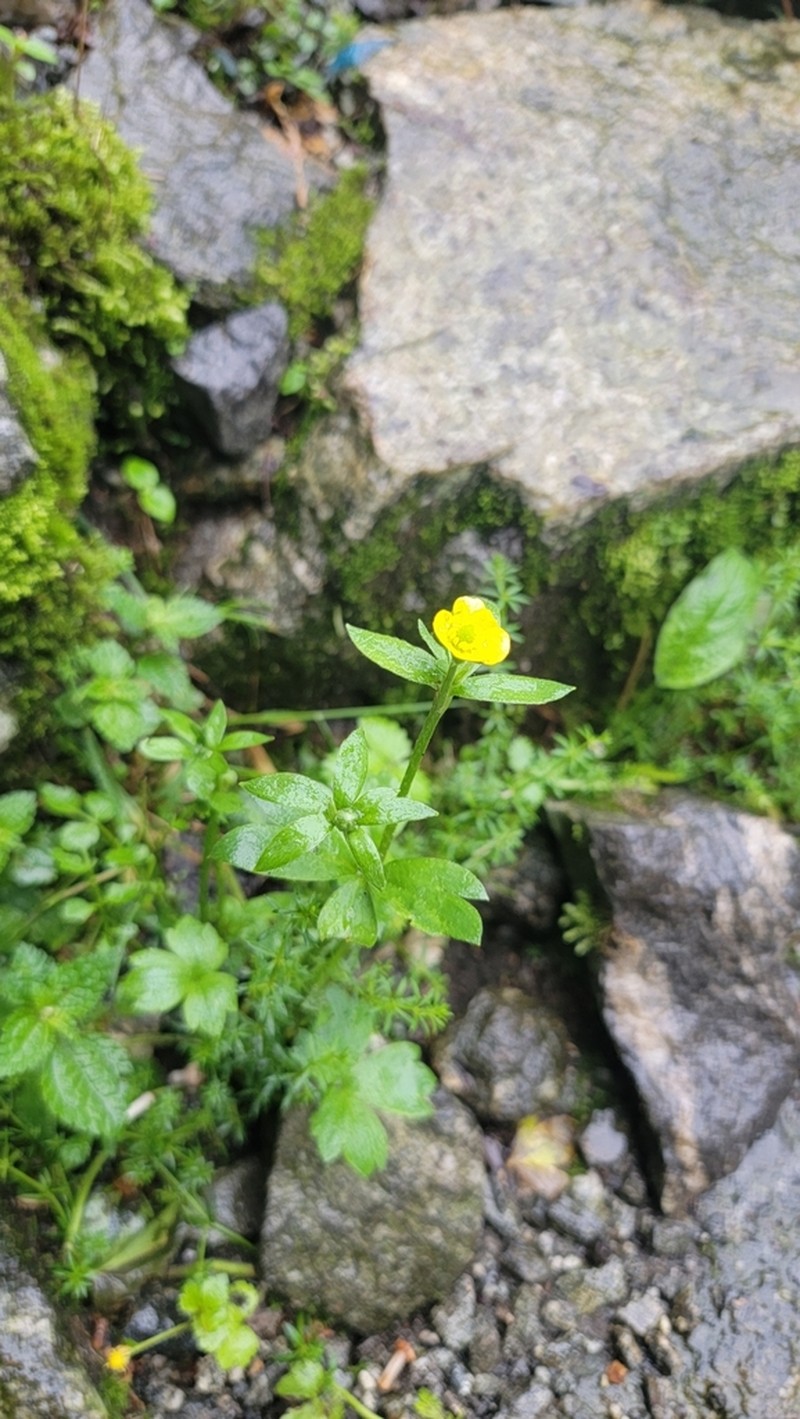 Ranunculus diffusus photo 5