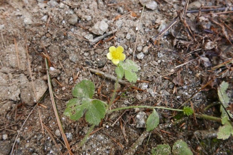 Ranunculus diffusus photo 6