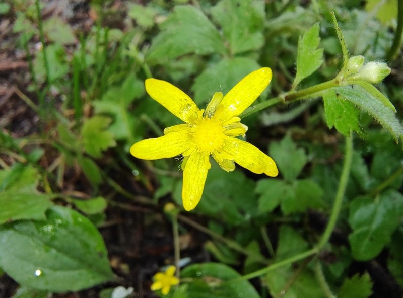 Ranunculus diffusus photo 7