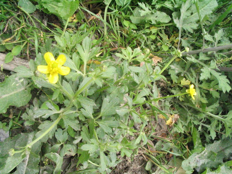 Ranunculus diffusus photo 8