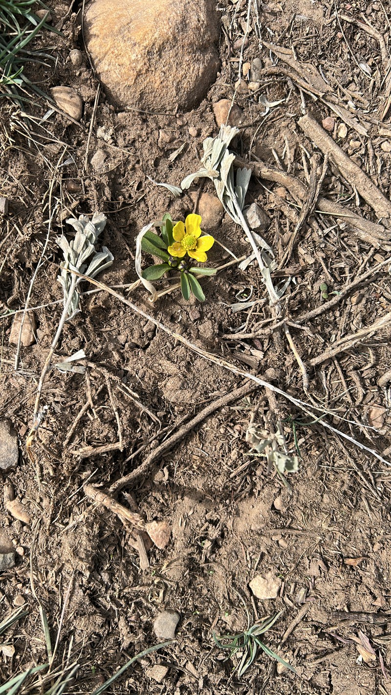 Utah Buttercup