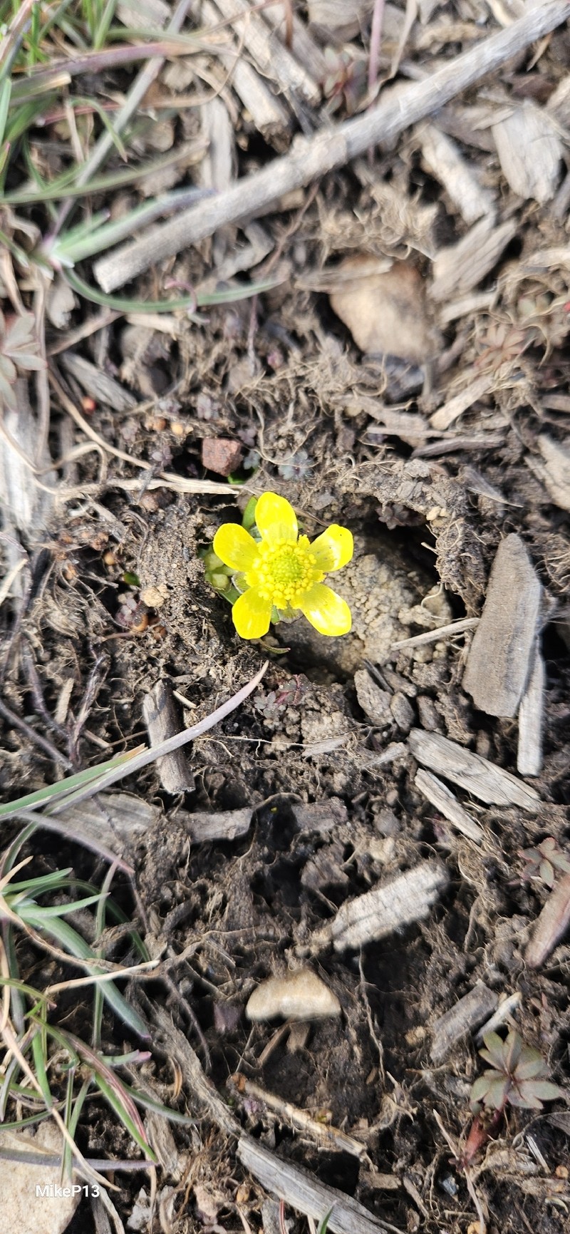 Utah Buttercup photo 2