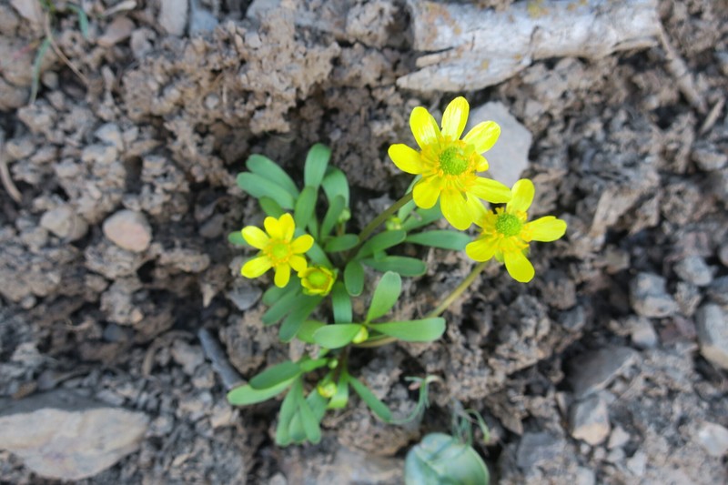 Utah Buttercup photo 3