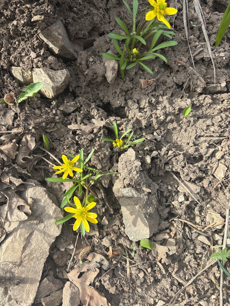 Utah Buttercup photo 4