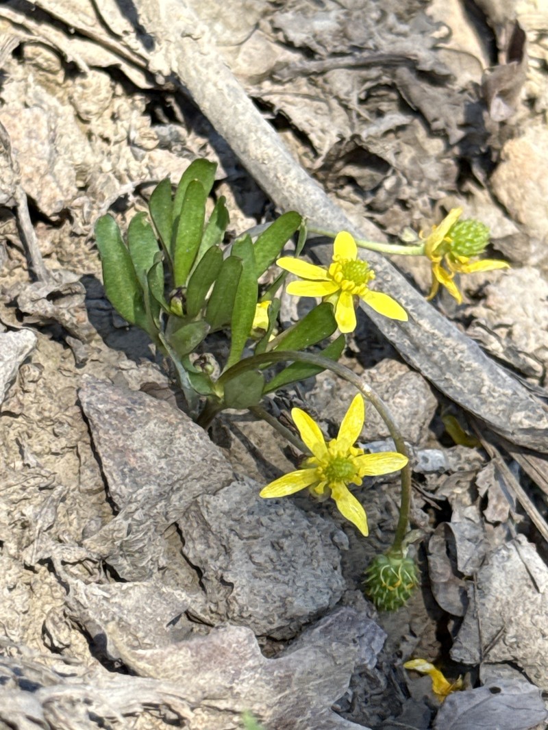 Utah Buttercup photo 5
