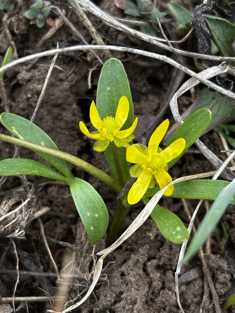 Utah Buttercup photo 6