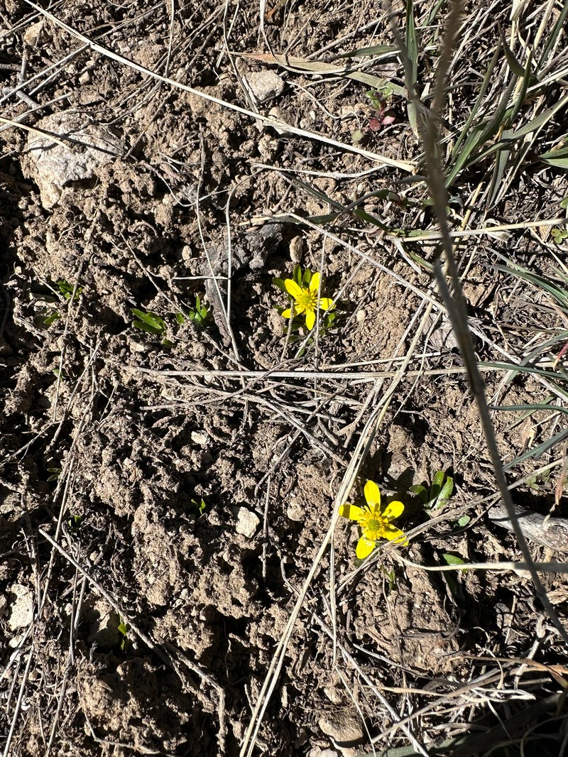 Utah Buttercup photo 7