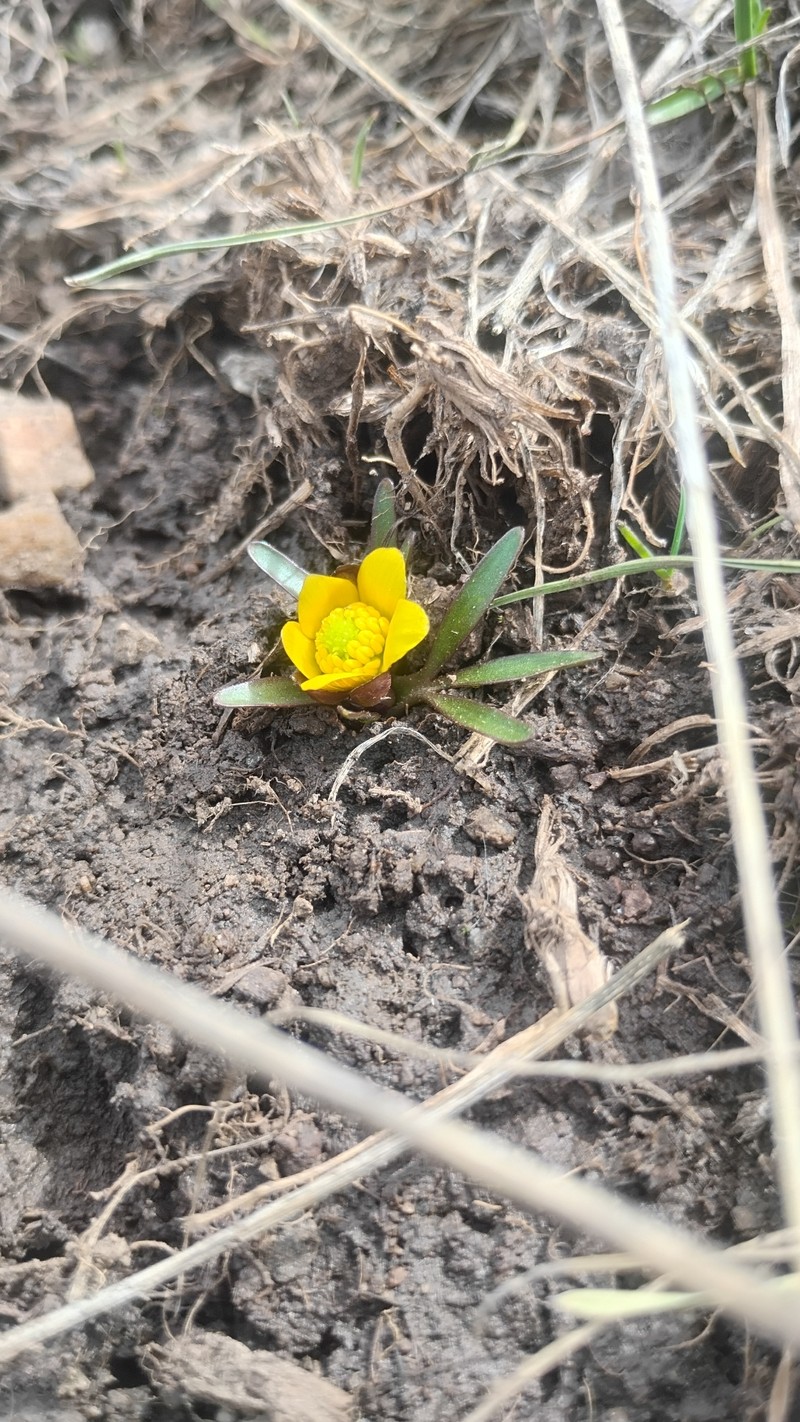 Utah Buttercup photo 8
