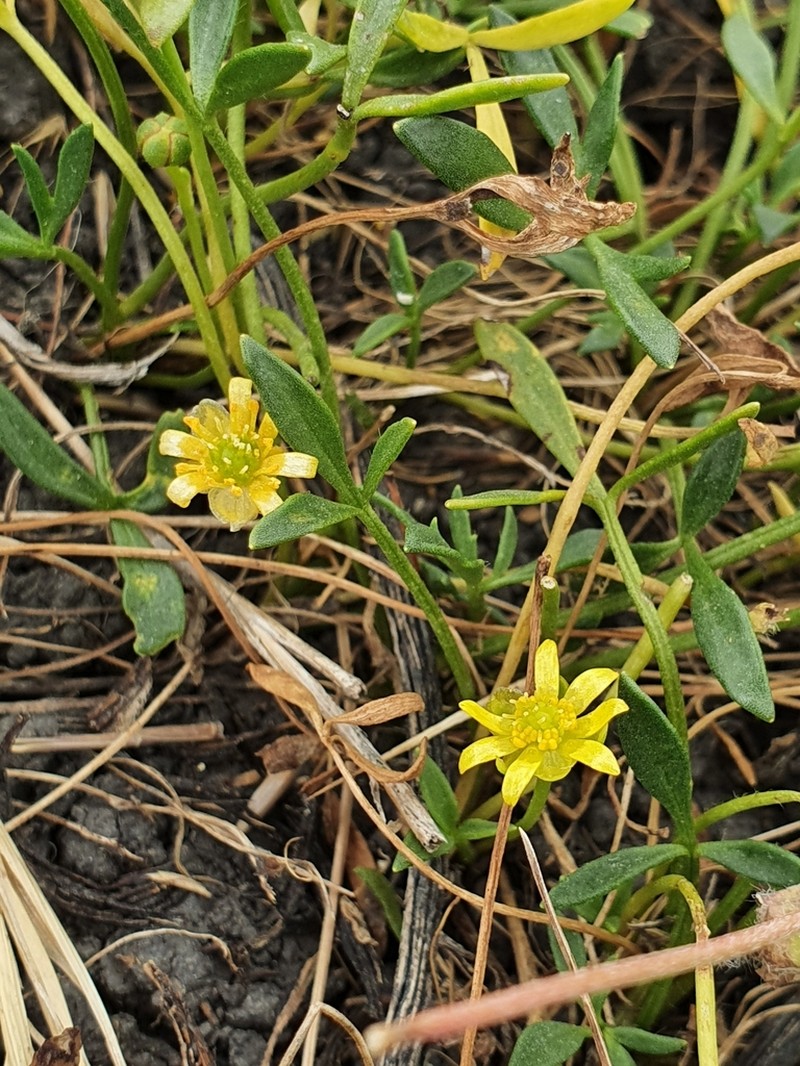 Ranunculus diminutus photo 2