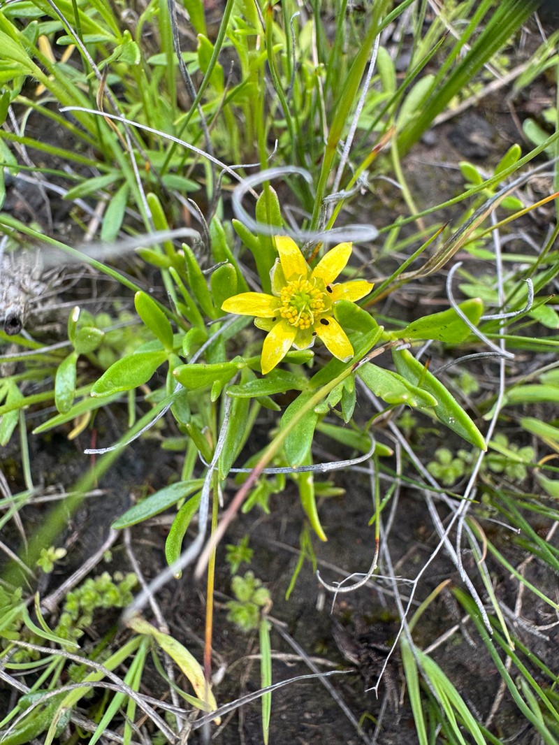 Ranunculus diminutus photo 3