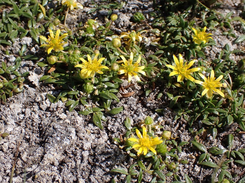 Ranunculus diminutus photo 4