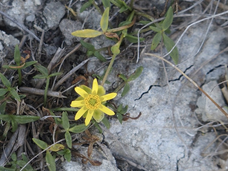 Ranunculus diminutus photo 5