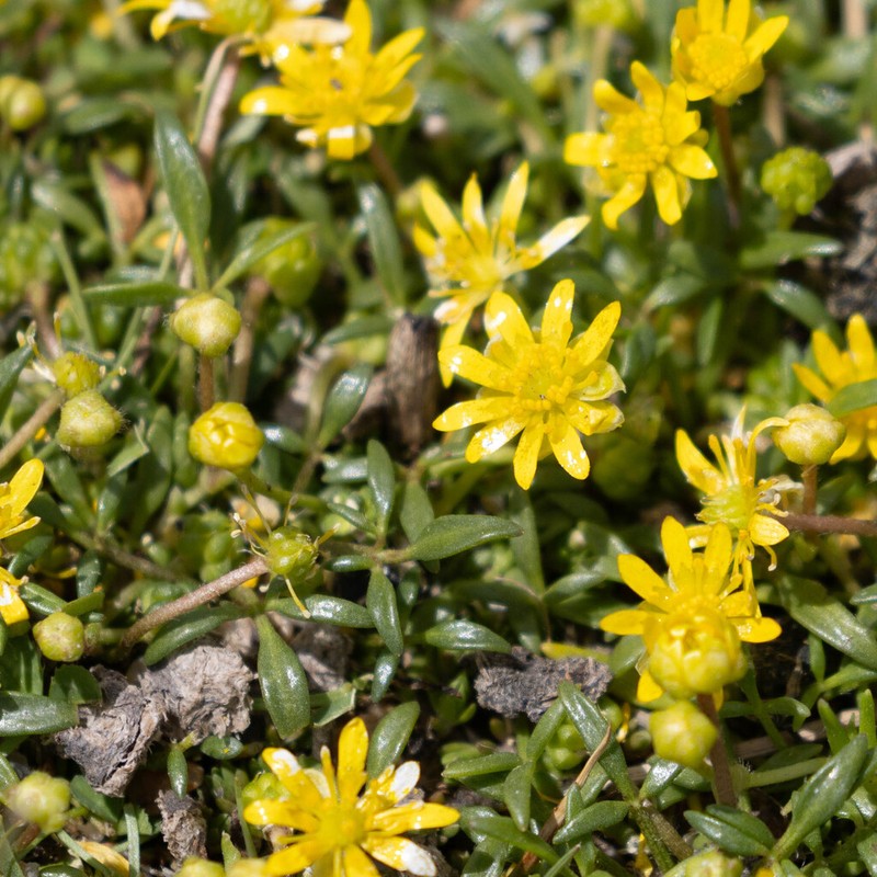 Ranunculus diminutus photo 6