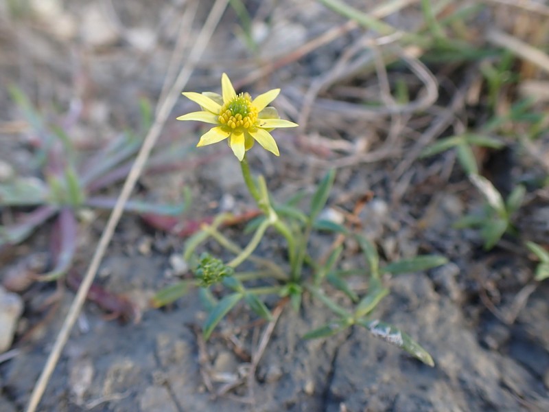 Ranunculus diminutus photo 7