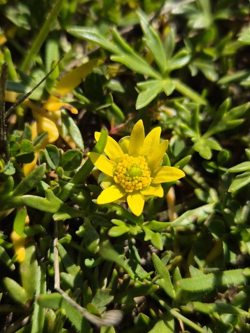 Ranunculus diminutus photo 8