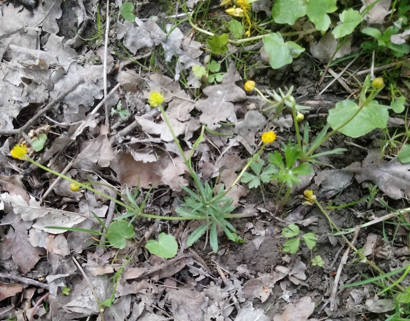 Ranunculus dirlovus