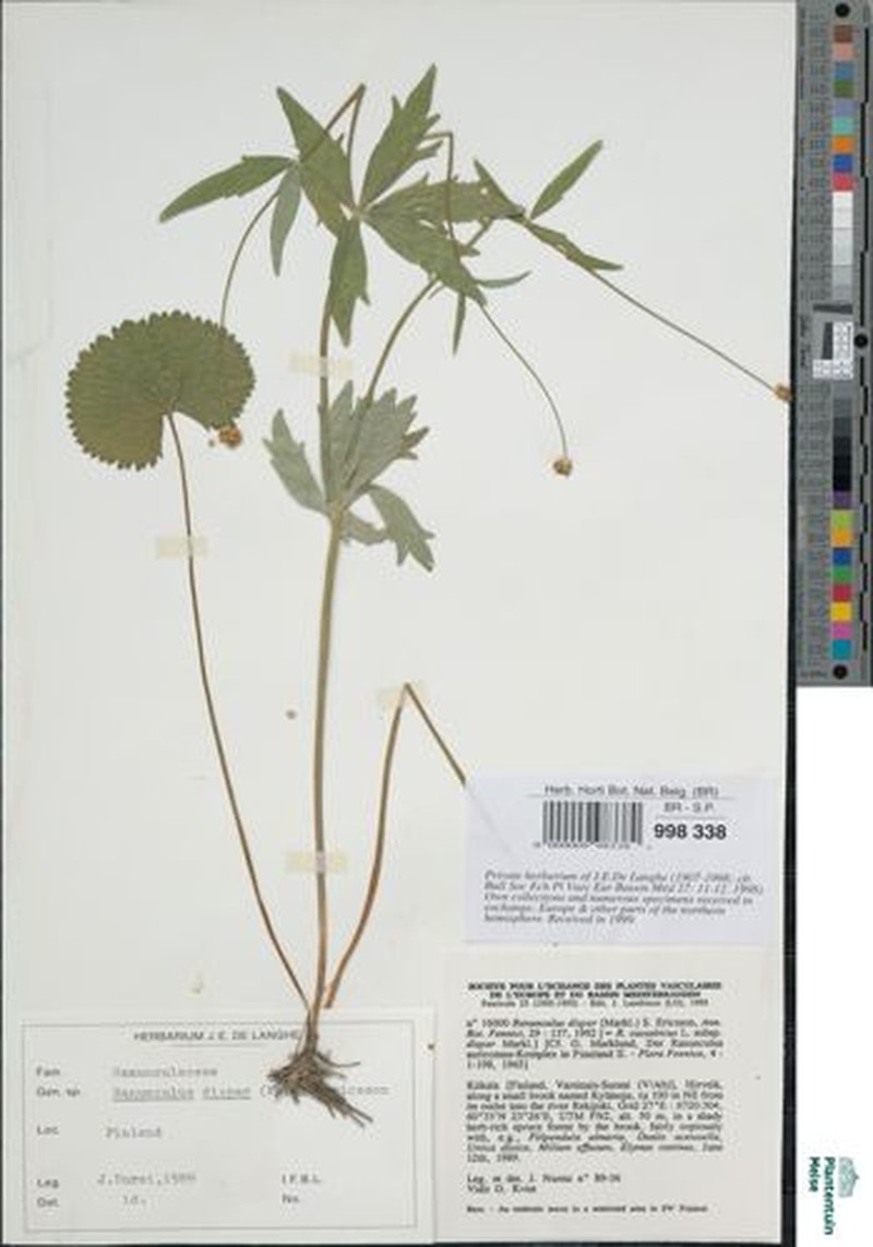 Ranunculus dispar