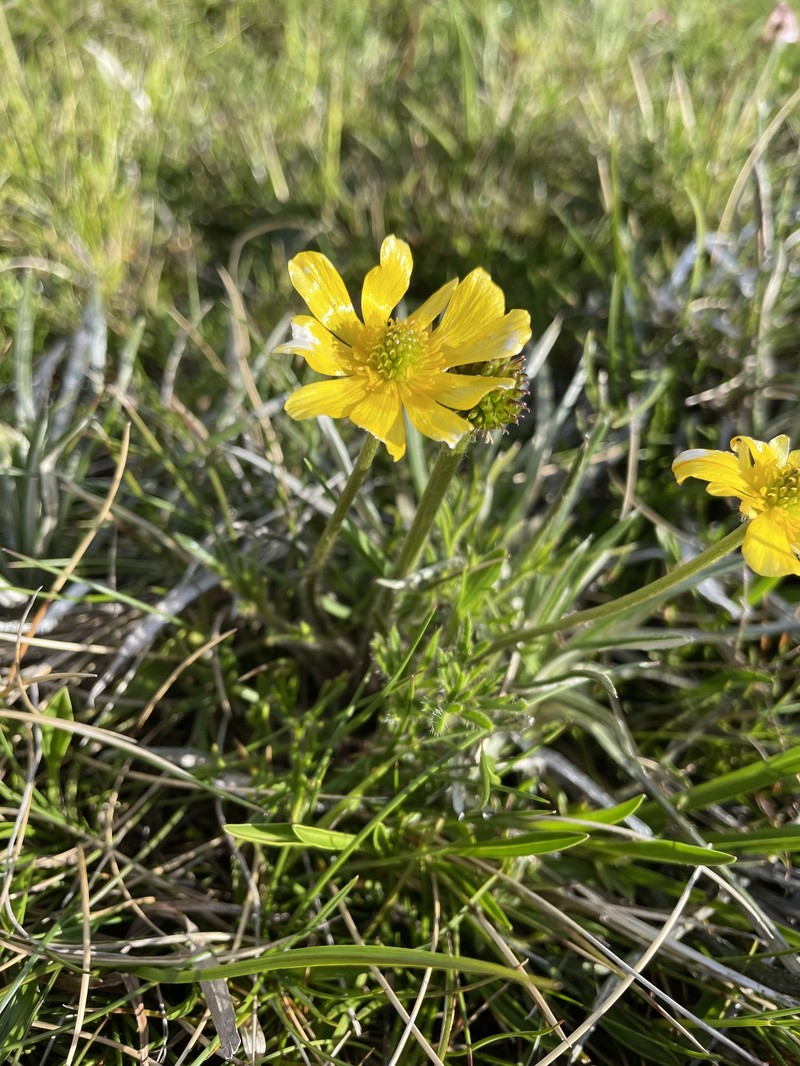 Ranunculus dissectifolius