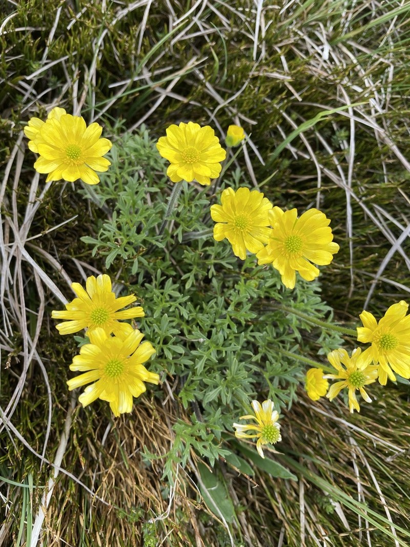 Ranunculus dissectifolius photo 2