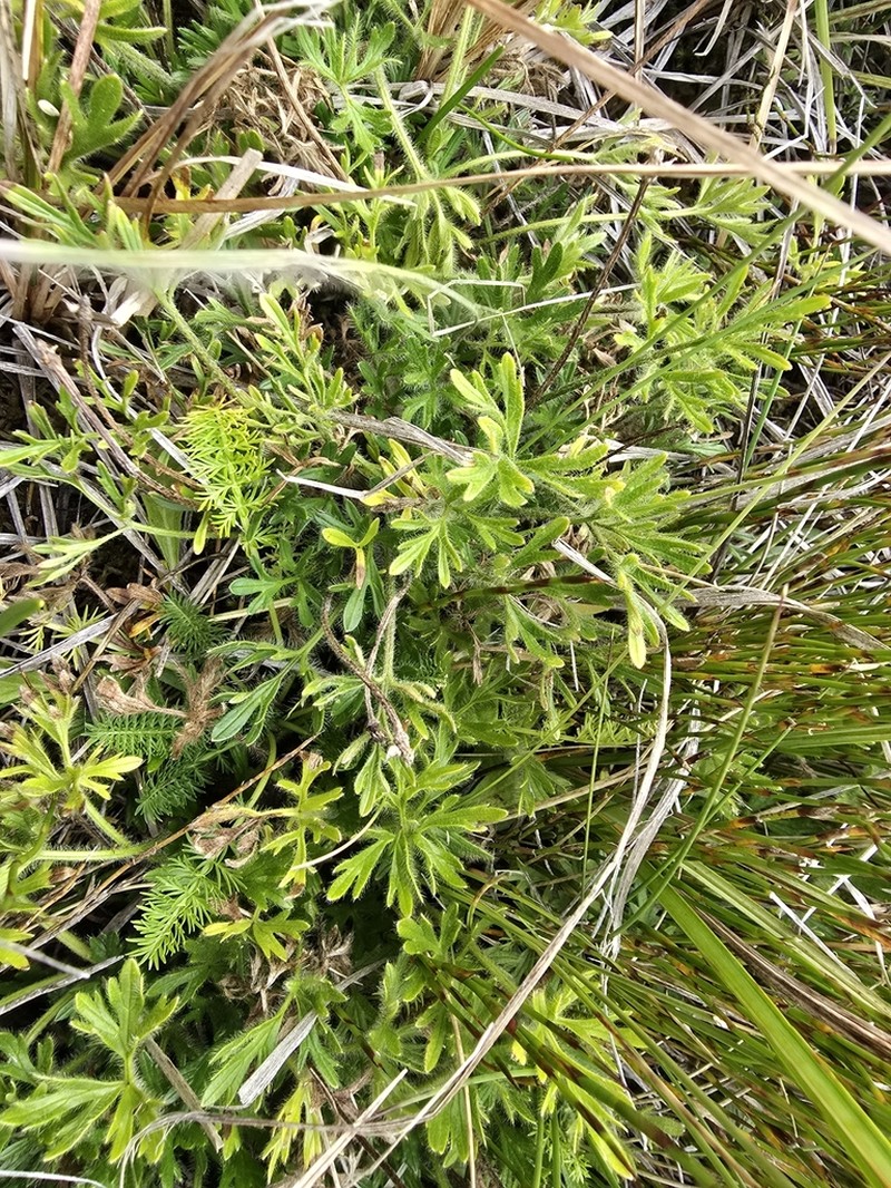 Ranunculus dissectifolius photo 3