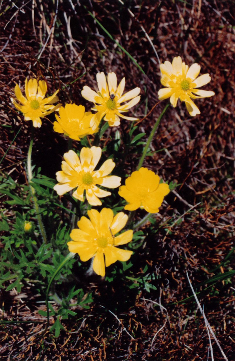 Ranunculus dissectifolius photo 4