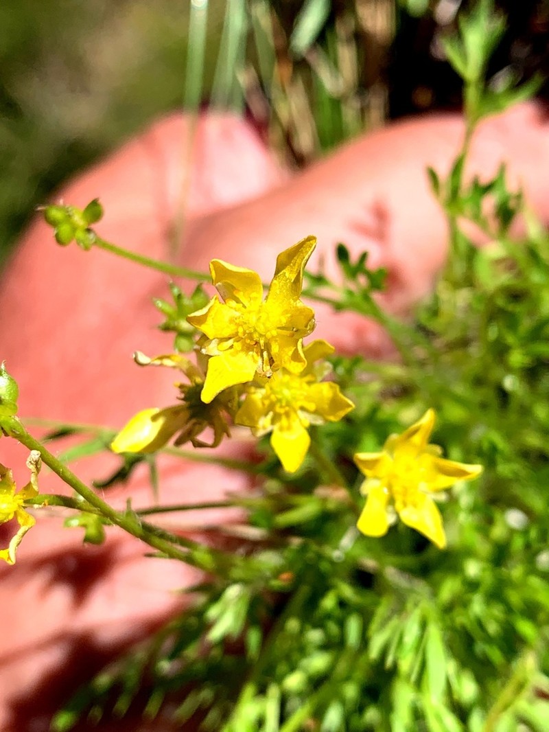 Ranunculus dissectifolius photo 5