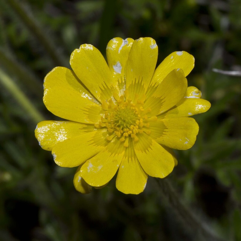 Ranunculus dissectifolius photo 6