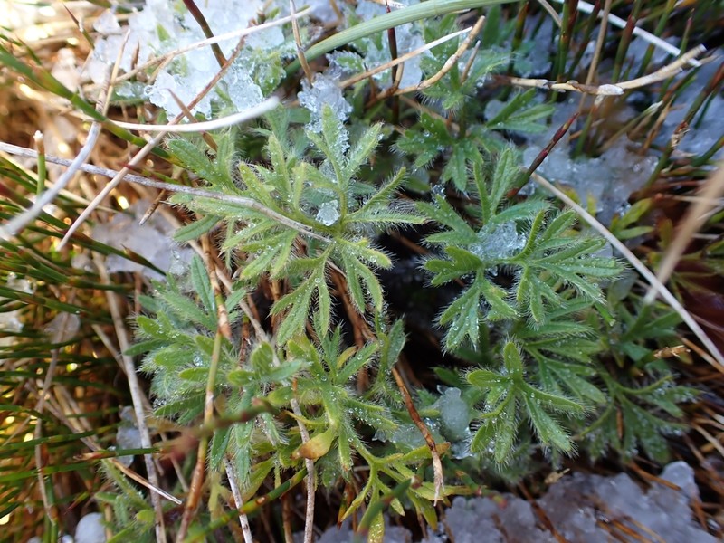 Ranunculus dissectifolius photo 7